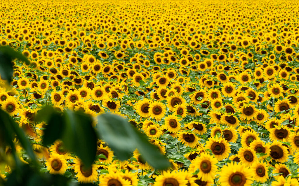 alles gelb Sonnenblumenfeld bei Volkmarode