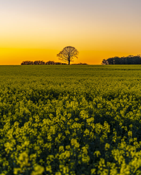 Baum Sonnenuntergang Raps