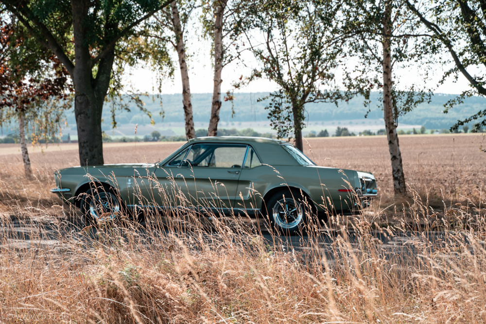 Mustang summer