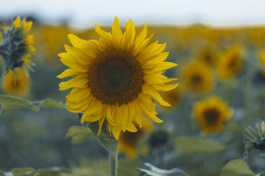 Sonnenblume