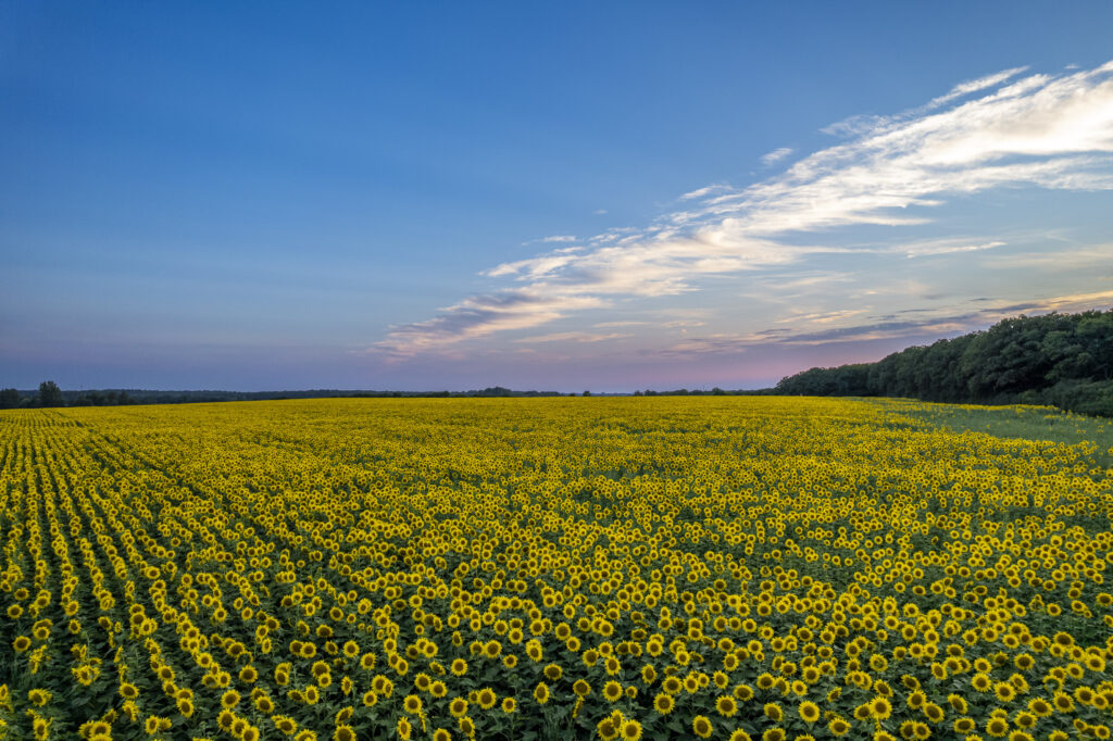 Sonnenblumenfeld