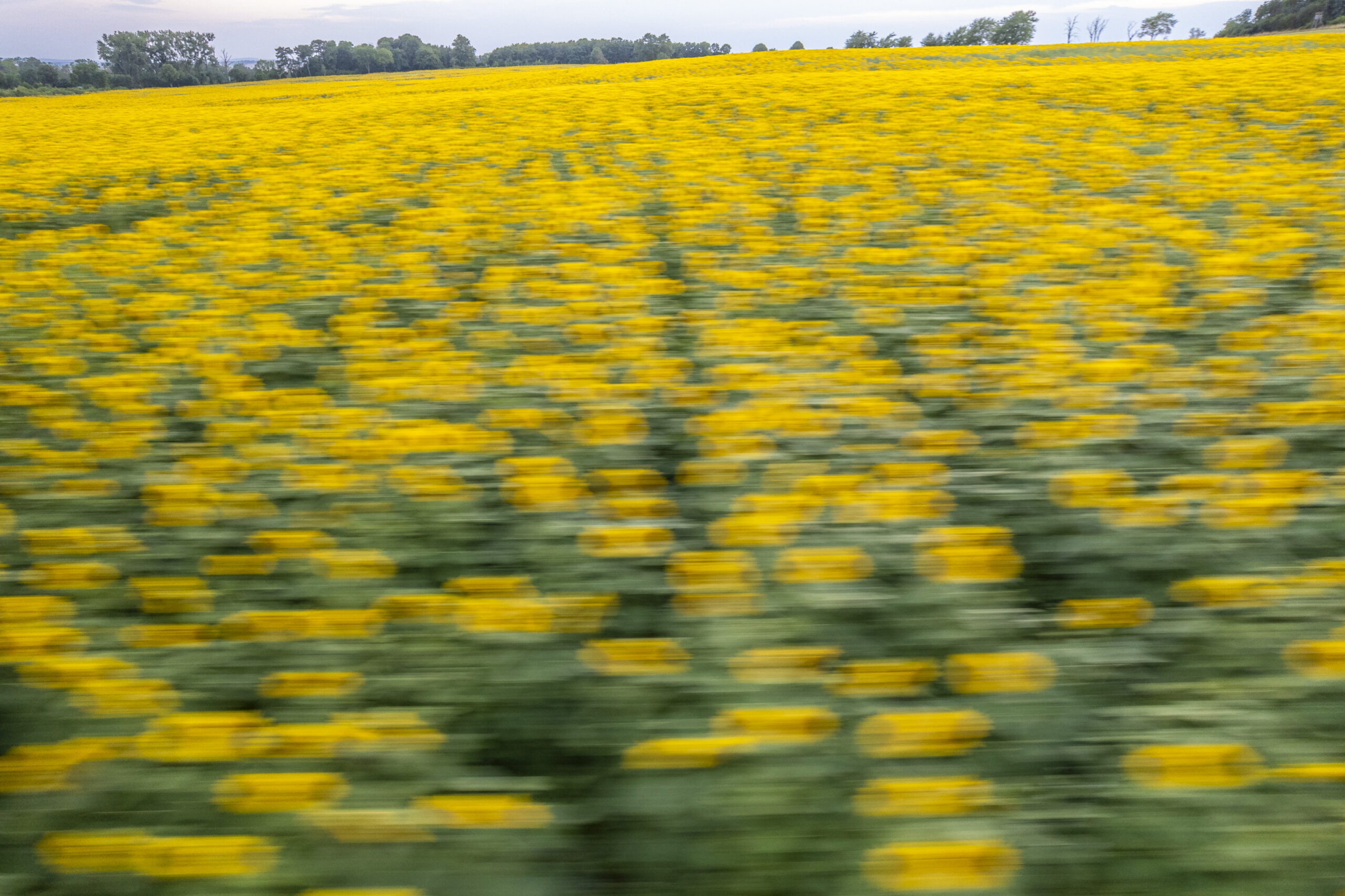 Sonnenblumen