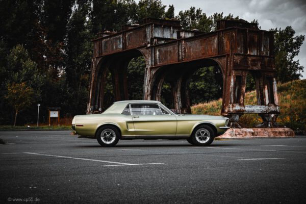 Mustang Ilsede
