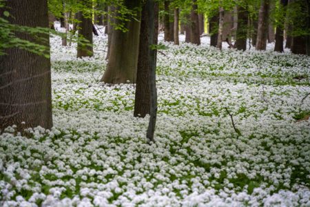 Bärlauch im Harz