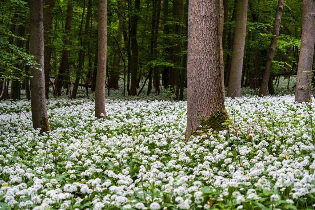 Bärlauch im Harz Bäume
