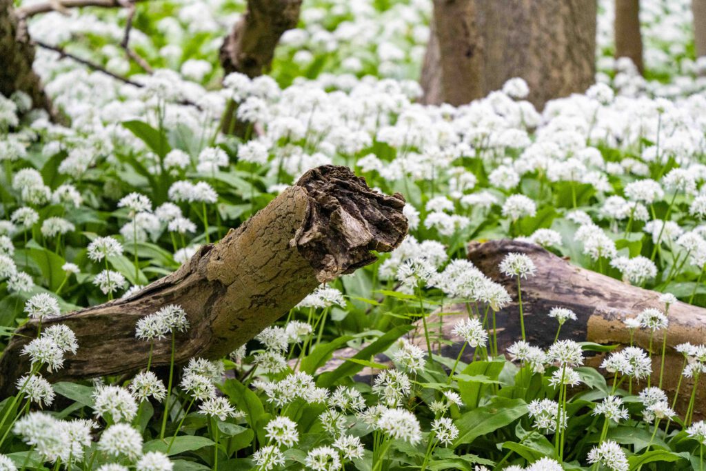 Bärlauch im Harz Baumstumpf