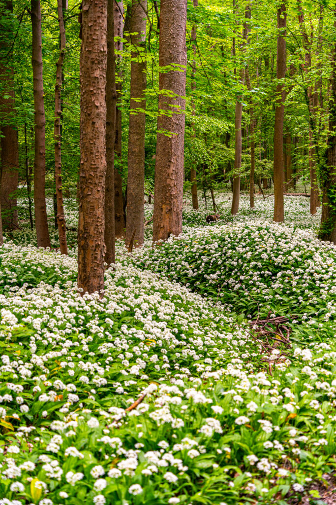 Wald voller Bärlauch